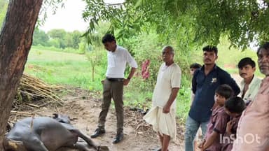 વાવ: અસાણા ખાતે વીજળી પડતા ભેંસનું મોત થયું