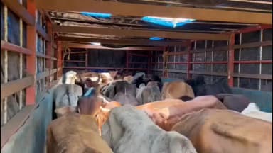 तुमसर: खापा चौक येथे बेकायदेशीरपणे जनावरांची वाहतूक करणारा ट्रक जप्त, २१ बैलांची सुटका; तुमसर पोलिसांची कारवाई