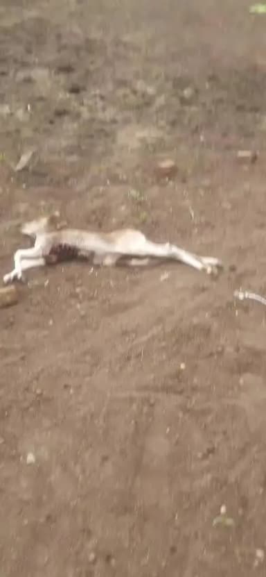tiger 🐅 se huya hamala jisse ek gao mata ki maout ho gyi