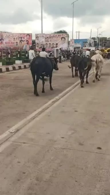 नगर पालिका ने आवारा गोवंश के खिलाफ चलाया विशेष अभियान
55 पशु पकड़े, 21 गौशाला भेजे गए,