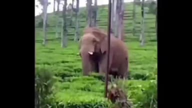 பந்தலூர்: காப்பிக்காடு, சோலாடி உள்ளிட்ட பகுதிகளில் காட்டு யானைகள் நடமாட்டம்