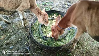 गांव भदौड़ी के कर्मजीत सिंह औजला, सुरिंद्र सिंह शिंदा ब रोहित ठाकुर निष्काम सेवा करके बिस्किट ब रस का प्रसाद बांटते हुए