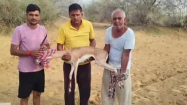 जैसलमेर: धोलिया में कुत्तों के हमले से घायल हिरण का वन विभाग और ग्रामीणों ने किया सफल रेस्क्यू