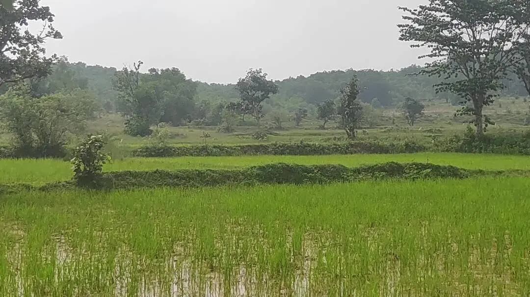खेतों में पानी कम हो गई है, और अभी भी किसान को बारिश का इंतजार है, क्यों प्रकृति इतना नाराज हो गई,