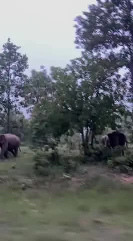 हाथी बरकी पुन्नू के दुधमतीया जंगल के आसपास देखा गया है इसलिए गांव वालो से अपील है कि थोड़ा सावधानी बरते और सतर्क रहे