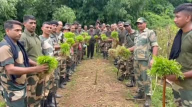 সোনামুড়া: কমলনগর এলাকায় ৭ লক্ষ গাঁজা ছাড়া ধ্বংস করে বিএসএফ ও পুলিশ
