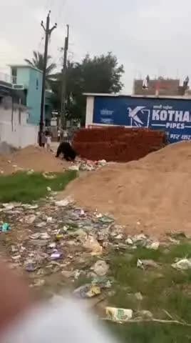 कांकेर: गोविंदपुर में भोजन की तलाश में कचरे के ढेर तक पहुंचा भालू, वीडियो सोशल मीडिया पर हुआ वायरल
