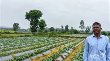 रायपुर: ड्रिप सिंचाई से किसान की तकदीर बदली, कम पानी में बढ़ा उत्पादन और आय