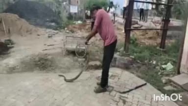 रायसेन: संस्कार बिहार कॉलोनी में धमना सांप का बचाव
