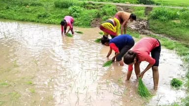 कैरो: कैरो में धान रोपनी लगभग पूरी, अब अच्छी बारिश के सहारे बेहतर फसल की उम्मीद लगाए बैठे किसान।