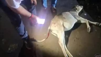 सोहागपुर: होटल त्रिदेव के सामने सड़क दुर्घटना में घायल हुआ बछड़ा, नंदी गौ सेवा धाम के गौसेवकों ने किया रेस्क्यू