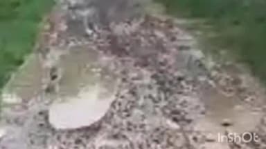 उच्चैन: भरतपुर: कपरौला स्कूल मार्ग जलभराव और कीचड़ से बंद, बच्चों की पढ़ाई ठप