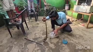 कोरबा: लालघाट स्थित एक घर के सोफे के अंदर छिपा था फन फैलाए कोबरा, समय रहते रेस्क्यू से टला बड़ा हादसा