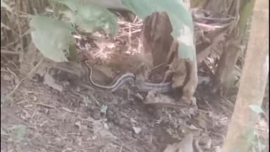 কৈলাশহর: কৈলাসহর গোপালনগর এলাকায় বসতবাড়ির উঠানে বিশাল বিষধর সাপ