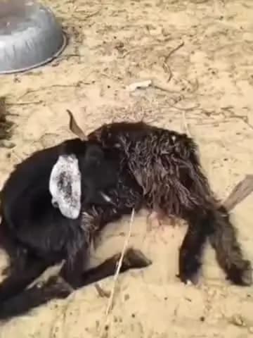 बाप: चाबा में जंगली सुअरों का आतंक, 1 महीने में 25-30 बकरियों का शिकार, पशुपालक बोले- अभियान चलाकर पकड़े जाएं