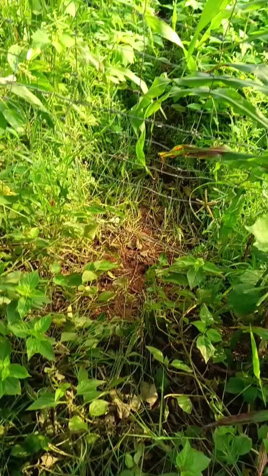 कोटड़ी तहसील के कांटी गांव में रात को लगभग 1:50 2:00 बजे के करिब जंगली सुअरों ने किसान की फसल को बर्बाद कर दिया 🥲