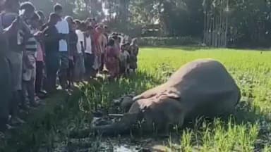 কুমারগ্রাম: ফালাকাটা ব্লকের তালুকেরটারি হরিমন্দির এলাকায় হাতির মৃত্যু, এলাকায় ব্যাপক চাঞ্চল্য