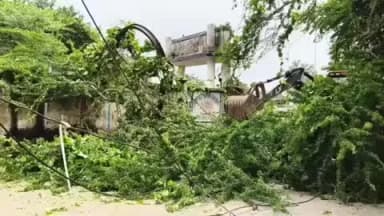 बांधवगढ़: उमरिया में उत्कृष्ट विद्यालय के सामने अचानक सड़क पर विशाल पेड़ गिरा, बड़ा हादसा टला; बिजली आपूर्ति बाधित
