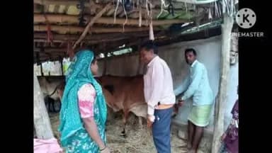 राजिम: ग्राम फुलझर में पशुओं को बीमारियों से बचाने के लिए लगाया गया टीका