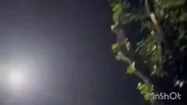 पानीपत: पानीपत एल्डिको में पेड़ों की अंधाधुंध कटाई से पक्षियों के हजारों आशियाने, अंडे और बच्चे नष्ट