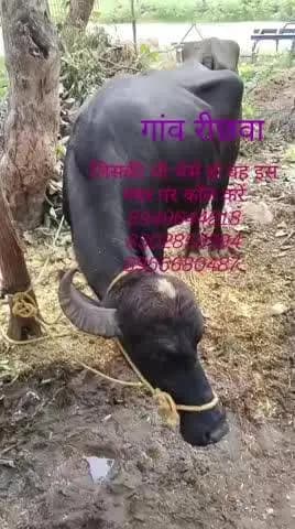 गांव रीछवा जिस कि भी भैंस हो तो इस नंबर पर कोल करें। 8302858394
8955680487
8949644218