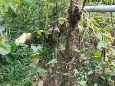 पाटी: पाटी विकासखंड के देवीधुरा क्षेत्र में काश्तकार जंगली सुअरों से परेशान
