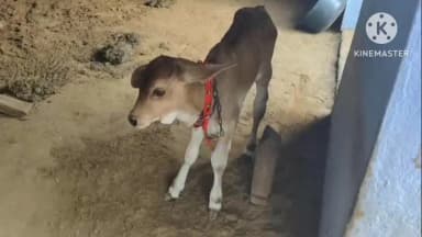 नारनौल: बछड़े के जन्म पर छठी, 1000 को भोज, लड़के सा कुआं पूजन, ससुराल से छूछक व ₹21 हजार