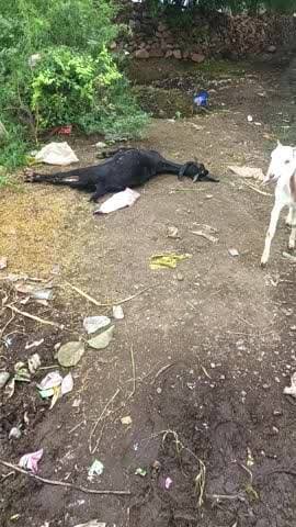 भालता में बिजली विभाग की ग़लती से एक बकरी की मौत हो गई