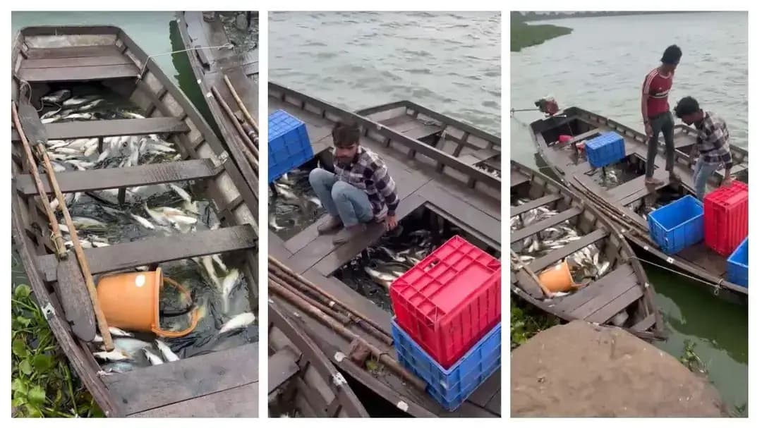 भोपाल के हथाईखेड़ा डैम से मछली तस्करी पर नहीं लग रही लगाम? बारिश में नाव से मछली पकड़ते दिखे लोग