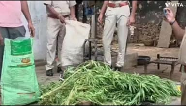 सज्जनगढ़: सज्जनगढ़ पुलिस ने गांजा तस्करी के आरोपी को किया गिरफ्तार, 8.5 किलो हरे पौधे और 500 ग्राम सूखा गांजा किया जब्त