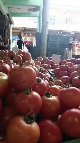 सोलन: टमाटर की मंदी ने किसान को बनाया कर्जदार, लागत नहीं निकली, मेहनत का हिसाब कौन देगा