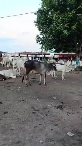 ग्राम फतेहपुर में बाजार सेट की दुर्दशा लोगों को आने जाने में बहुत दिक्कत का सामना करना पड़ रहा हैं