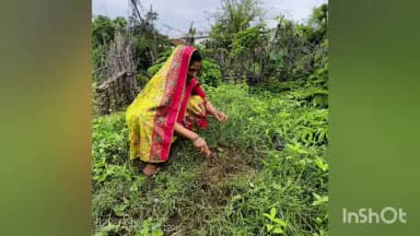 डौण्डीलोहारा: हरियाली तिहार पर खेत की मेड़ पर पौधरोपण किया गया, पर्यावरण संरक्षण का दिया गया संदेश