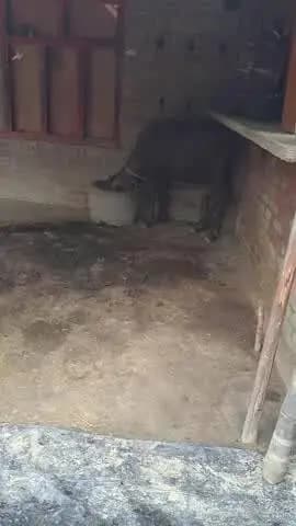 यह वीडियो ग्राम पंचायत रौतापुर ब्लाक मितौली के गाव पलिया माफी का है जिसमे up सरकार की पोल खुलती हु ई नज़र आ रही है#up #