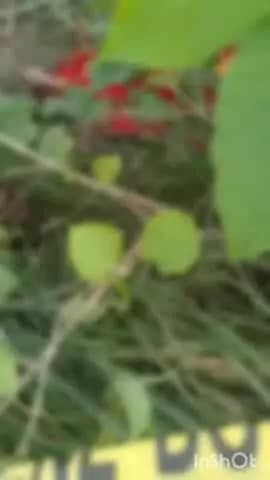 मझौलिया: ससुराल से लापता विवाहिता का शव जीन बाबा मंदिर के पास झाड़ी में मिला, दहेज हत्या का आरोप