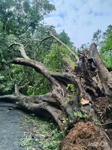 ଚମ୍ପୁଆ: ସାତହଳିଆ ଗାଁ ରେ ଗଛ ପଡି ରାସ୍ତା ଅବରୋଧ ଅଗ୍ନି ସମ ବିଭାଗ ପକ୍ଷରୁ ଗଛ କାଟି ସଫା କଲେ ରାସ୍ତା
