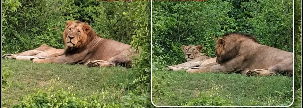 ગીર ગઢડા: ગીરગઢડા ના મોહબ્બત પરા ગામમાં સિંહના યુગલનો અનોખો નજારો
