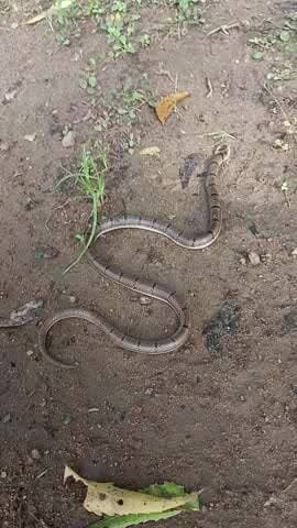 Poisonous snake. During the rainy season, be especially careful about keeping your house clean. Thank you.