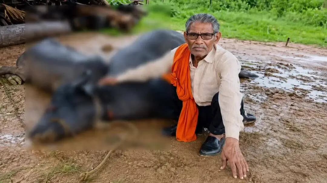 निवाड़ी: निवाड़ी क्षेत्र में आकाशीय बिजली गिरने से दो भैंसों की मौत