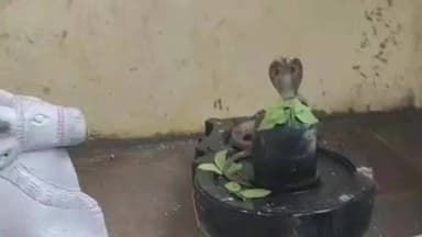 सेनगाव: नागपंचमीच्या दिवशी रेपा येथील पूर्णेश्वर महादेव मंदिरात नागदेवतेचे दर्शन; भाविकांची एकच गर्दी
