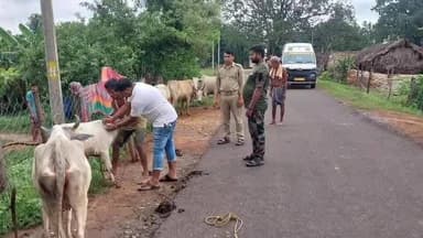 ପାଲଲହଡା: ଦୁଆରବନ୍ଧ ଗ୍ରାମରେ ବନ ବିଭାଗ ପକ୍ଷରୁ ଗୃହପାଳିତ ପଶୁ ମାନଙ୍କୁ ଟିକାକରଣ