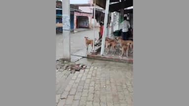 मिल्कीपुर: कुचेरा बाजार में पागल कुत्ते का आतंक