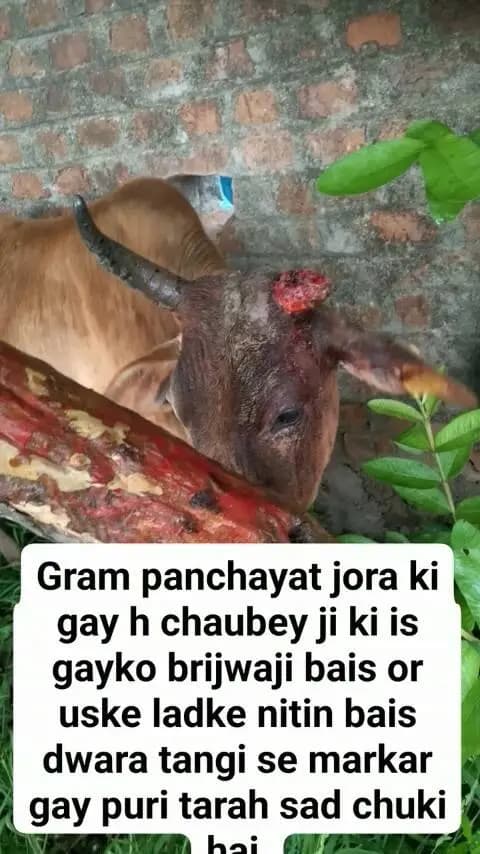 gram Panchayat Jora vyavahari thana ka yah cas, brijwasi bus aur Nitin dwara is gay ke Singh ko tangi dwara maar ke toda