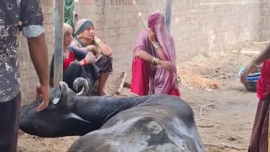 ખંભાત: વૈણજ ભાઠા વિસ્તારમાં એકાએક 7 પશુઓના મોતથી હાહાકાર, પશુપાલક મહિલાઓએ ચોધાર આંસુએ વ્યથા રજૂ કરી