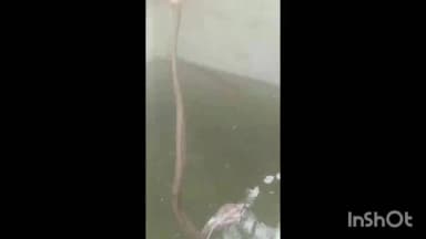 आठनेर: पुसली में एक घर के पानी टैंक से विशालकाय किंग कोबरा सांप को सर्प मित्र ने किया रेस्क्यू