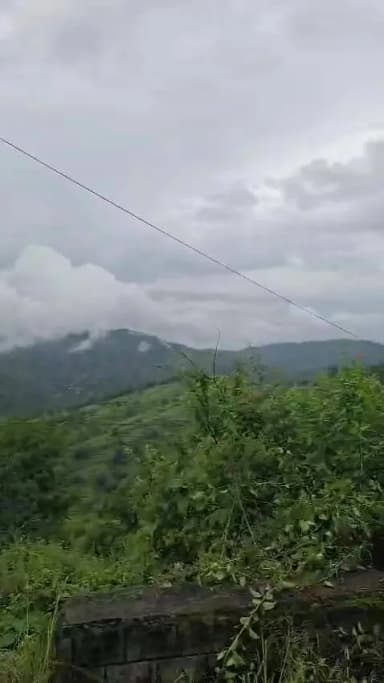 द्वाराहाट: द्वाराहाट के ग्रामीणों ने काटी झाड़ियां, बाघ खतरे और सुरक्षा पर दिया संदेश