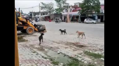 फतेेहपुर: टिकैतगंज में आवारा कुत्तों का आतंक, माता-पिता बच्चों को अकेले भेजने से डर रहे हैं, कई लोगों को काट चुके हैं कुत्ते