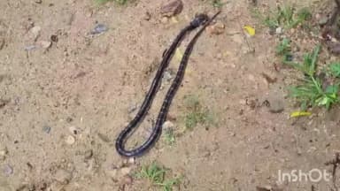 कुलपहाड़: सर्पदंश से स्टेशन रोड स्थित कुलपहाड़ आदिवासी समुदाय के चार वर्षीय मासूम की हुई मौत
