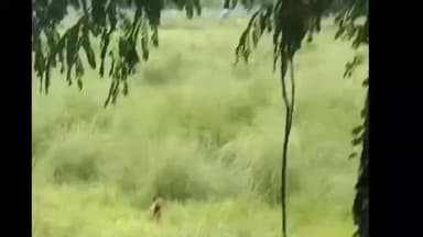 सिराथू: पतौना पुल के पास सड़क किनारे खड़े खूंखार लकड़बग्घे को देखकर लोगों में दहशत