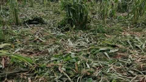 चितरपुर: चितरपुर क्षेत्र में जंगली हाथियों के झुंड में फसलों को रौंद कर किया बर्बाद, सुरक्षा एवं मुआवजे की मांग